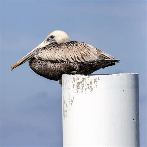pelican perch photograph  lynn palmer fine art america