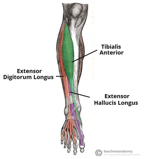 muscles   anterior leg attachments actions teachmeanatomy