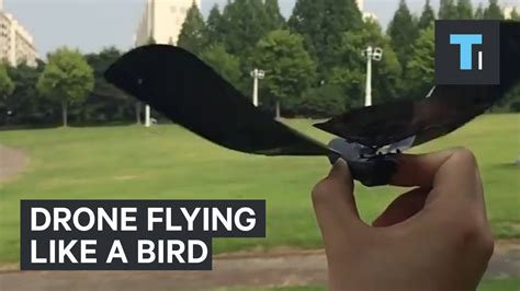 drone   flies    bird youtube