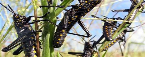 spraying locusts  ineffective iita entomologist