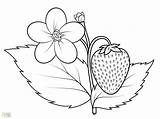 Strawberry Coloring Drawing Plant Pages Kids Printable Getdrawings Drawings Color Getcolorings Paintingvalley Print sketch template