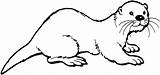 Otter Coloring Pages Color Clip Printable sketch template