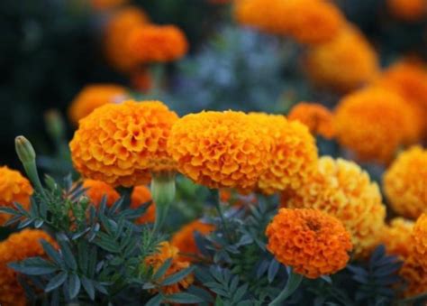 manfaat bunga marigold   mengonsumsinya blog ruparupa