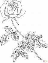 Ausmalbilder Rosen Ausdrucken Malvorlagen Einfach sketch template