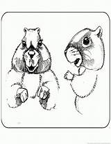 Groundhog Woodchuck Coloring Pages Part sketch template
