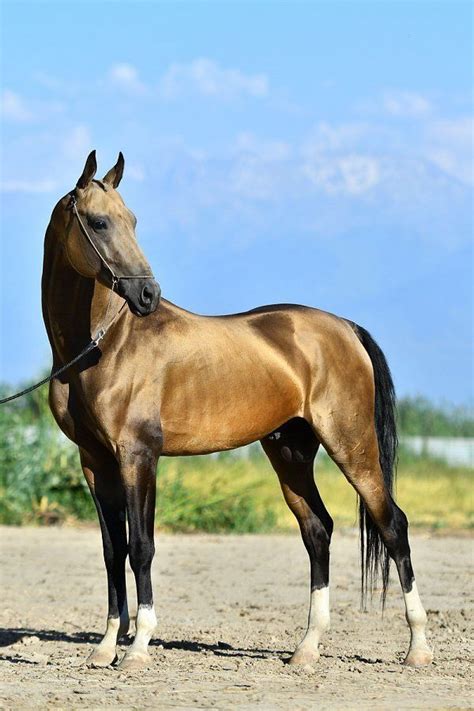 akhal teke beautiful arabian horses beautiful horses akhal teke