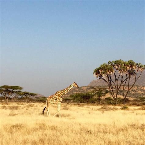 giraffeshaba national reserve   joys camp  chloe flatt giraffe spring nature species