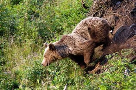 kde na slovensku stretnete medvede desat sprav ktore cudzinci citali najviac sme