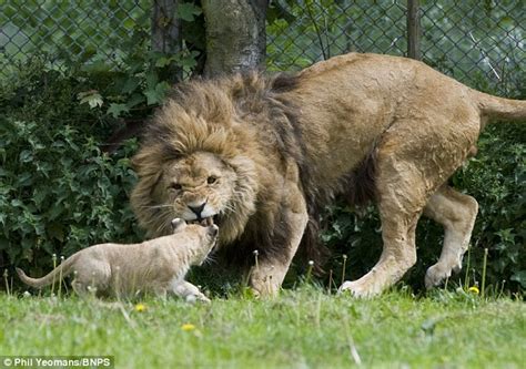 angry lion bares teeth at his boisterous cubs before mum comes to the