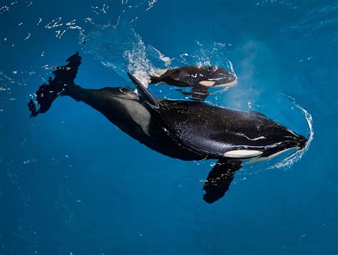 orca  killer whale  born   seaworld park ap news