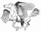 Pegasus Greek Mythology Transparent Clip Mythical Coloring Pages Creatures Drawing Horse Flying Mythological Cliparts Pngmart Clipart Fantasy Pegasos Colouring Adults sketch template