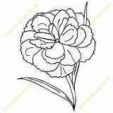 Carnation Flower Clipart Sketch Drawing Draw Outline Clipground Paintingvalley sketch template