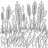 Wheat Coloring Field Book Barley Vector Illustration Rye Growing Pic sketch template