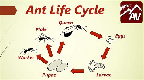 ant life cycle queen ants explained youtube