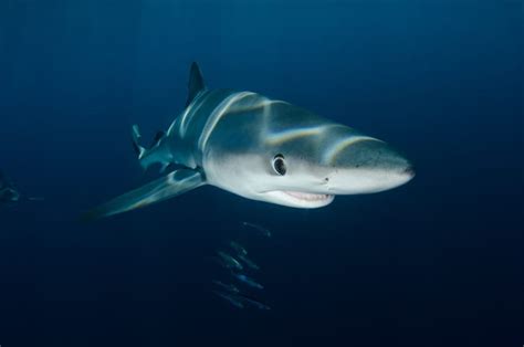 species  sharks hubpages