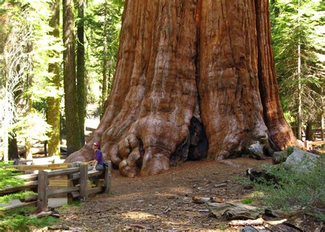 visit sequoia national park   usa audley travel uk