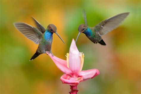 earthcom exclusive hummingbirds   youd  expect