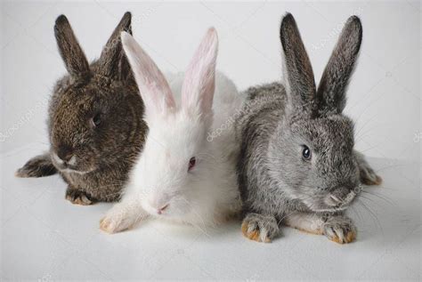 color rabbits stock photo spon rabbits color photo stock ad