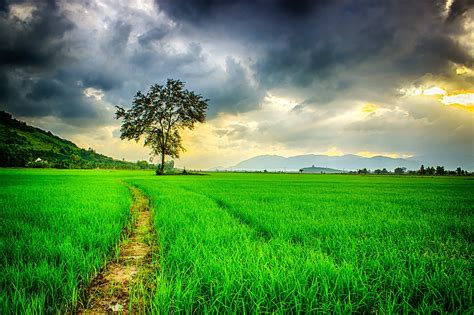 photo nature background green leaves light   jooinn