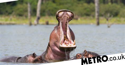 Man Killed By Hippo When He Got Too Close While Trying To Get A Picture