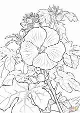 Coloring Hibiscus Hawaiian Pages Pua Aloalo Flower Lei Flowers Printable Supercoloring Template Hawaii Yellow Drawing sketch template