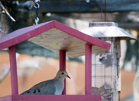 mourning dove outdoor decor mourning dove bird house