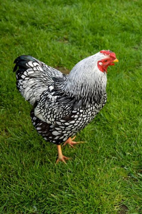 black laced silver wyandotte chicken for sale cackle