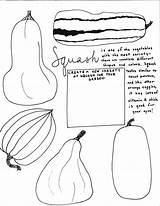 Squash Harvest Sheet sketch template