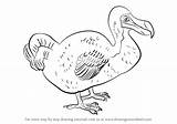 Dodo Drawing Draw Step Birds Animals Drawingtutorials101 Previous Next sketch template