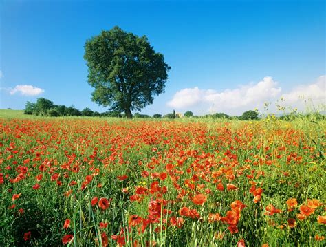 poppies wallpaper and field of red poppies mural wallsauce
