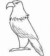Eagle Coloring Pages Template Baby Eagles Printable Hawk Philippine Drawing Bald Cartoon Tony Flying Color Templates Kids Getcolorings Getdrawings Philadelphia sketch template