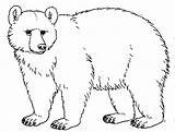 Bear Drawing Clipart Animals Clip Brown Drawings Line Coloring Worksheet Outline Bears Kindergarten Cliparts Polar Guide Animal Kermode Transparent Kgguide sketch template
