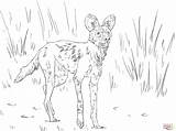 Coloring African Dog Pages Wild Dogs Animals Wolf Ornate Hunting Jackal Painted Color Printable Drawing Savanna Getdrawings Getcolorings Supercoloring Easy sketch template