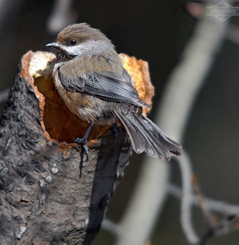 boreal chickadee making  nest   tree  spring  flickr