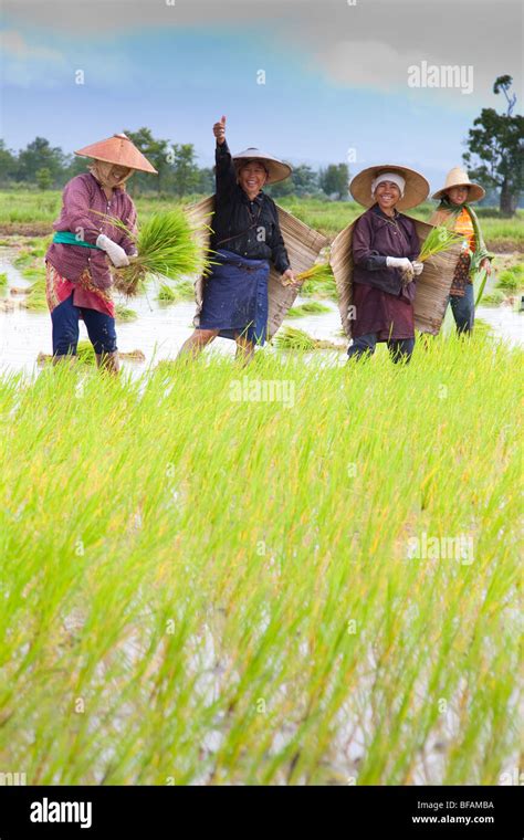 Smile Farmer Woman Wear Hat Using Sickle To Harvesting Rice Paddy In