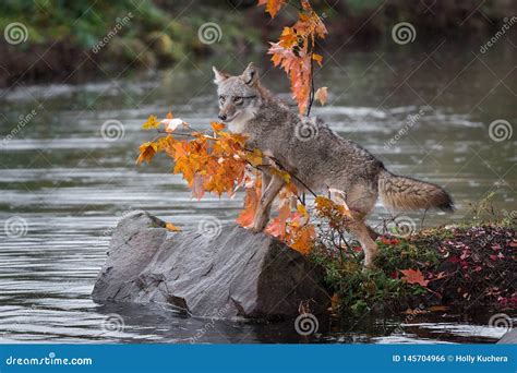 coyote canis latrans steps   rock autumn stock photo image