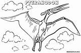 Pteranodon Coloring Pages Drawing Print Getdrawings sketch template