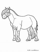 Pony Coloring Pages Real Shetland Horse Getcolorings Color Getdrawings Printable sketch template