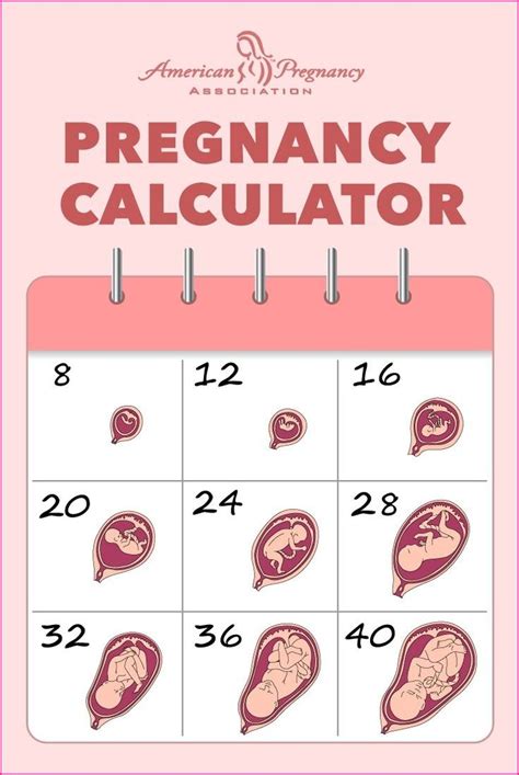 pregnancy calculator weeks  days izzatyyulita