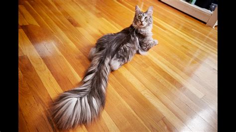 cat wows breaks world record  longest tail