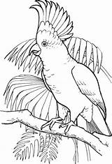 Cockatoo Coloring Crested Sulfur Categories Pages Clipart sketch template