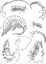 Freshwater Gammarus Adjacent Amphipoda Crustacea sketch template