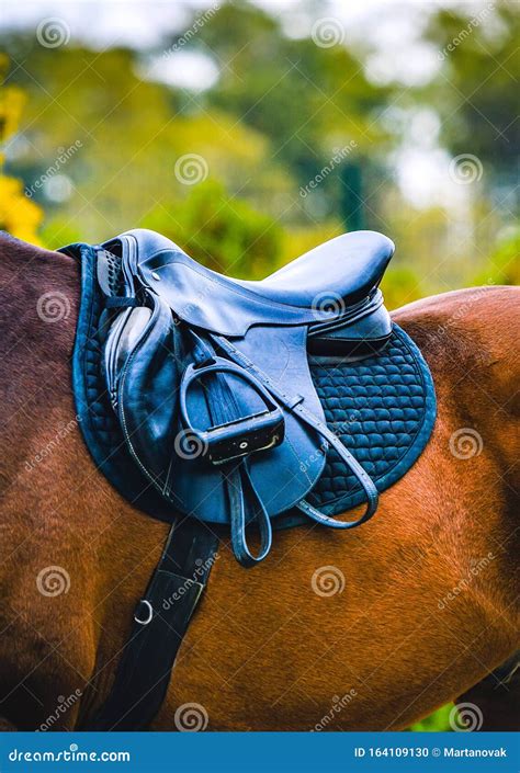 black horse leather saddle stock photo image  equine