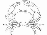 Crab Coloring Outline Pages Drawing Printable Blue Clip Clipart Maryland Template Whte Public Crabs Cliparts Md Domain Sketch Vector Animal sketch template