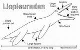 Liopleurodon Printouts Pronounced sketch template