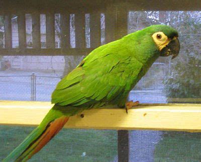 illigers macaw     mini macaws macaw cage birds  sale bird guides world