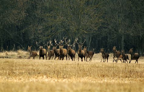 large herd  deer image  stock photo public domain photo cc