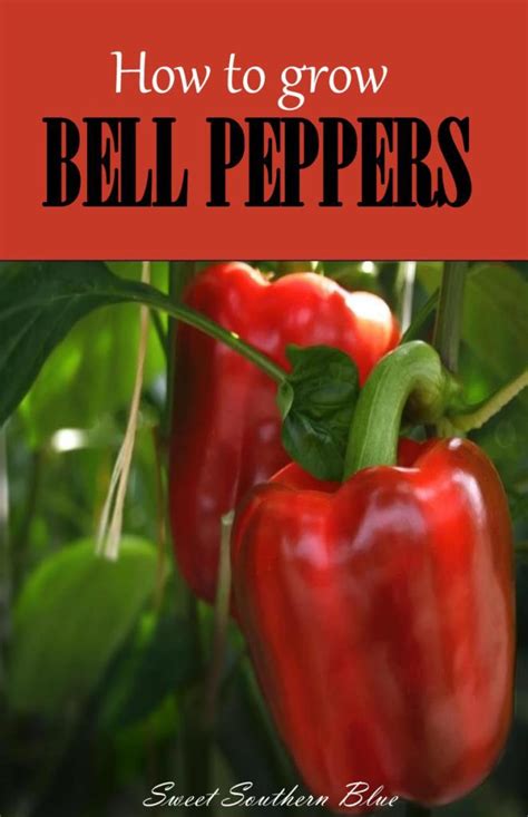grow bell peppers sweet southern blue