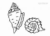 Coloring Pages Seashell Seashells Kids Conch Cool2bkids Print Getcolorings Printable sketch template