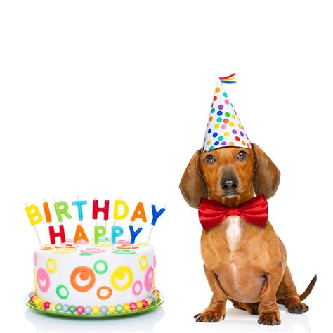 happy birthday images puppies happy birthday  dog  hope